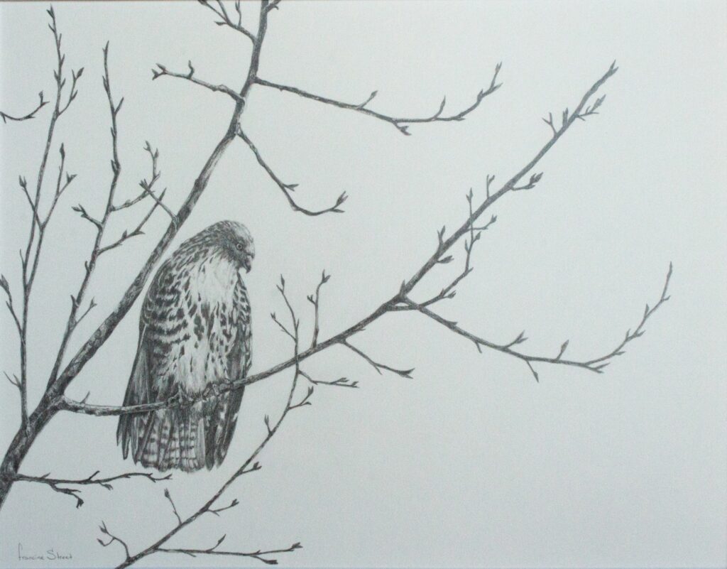 Drawing of a Coopers Hawk perched on winter bare branches