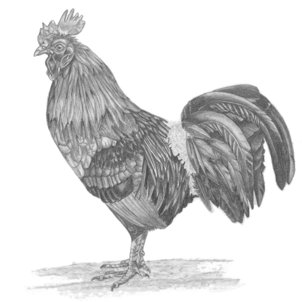 Side profile view of rooster
