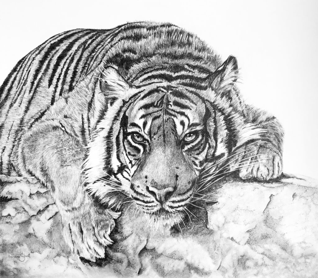 Image of a tiger crouched on a rock ledge looking out at the viewer intently.
