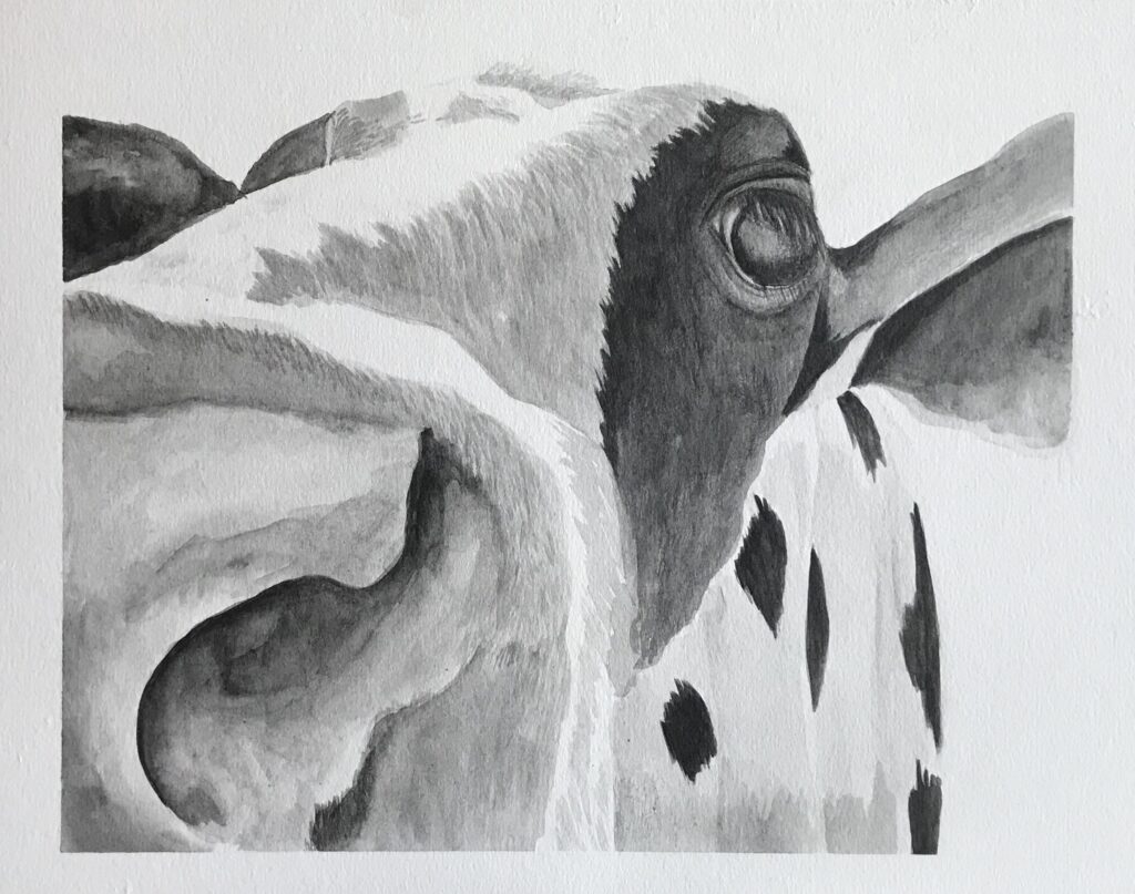 Exaggerated close up image of a Holstein calf